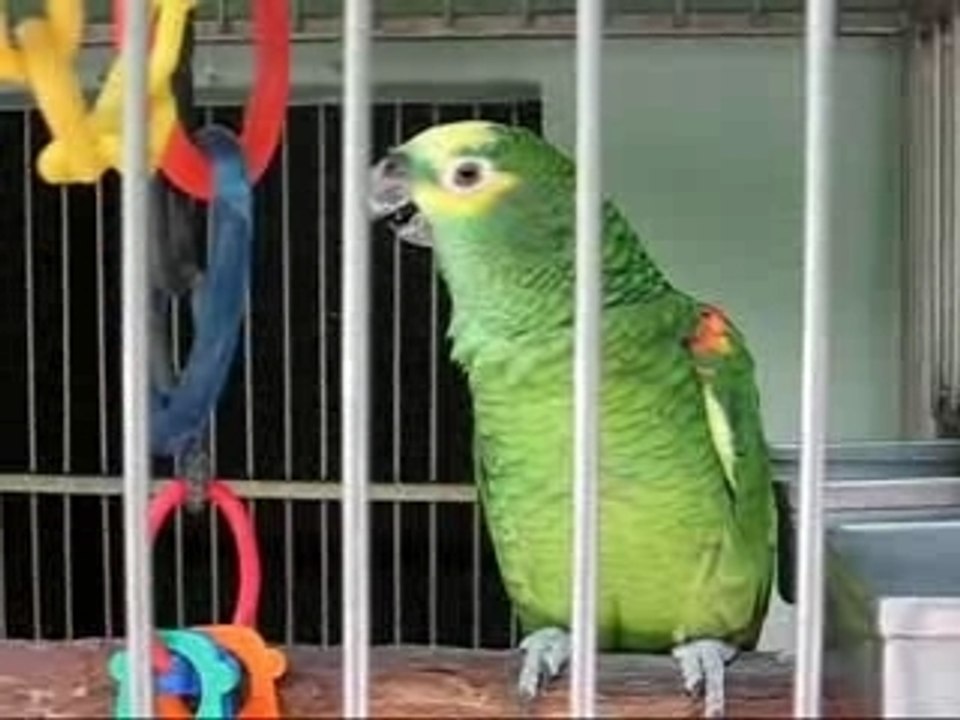 Parrot Talking