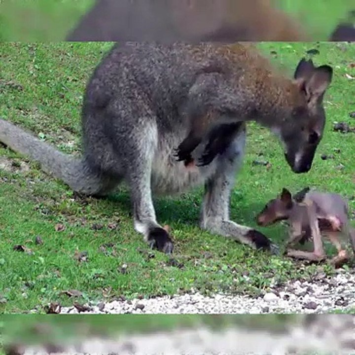  Kangaroo Fell Out Of The Bag