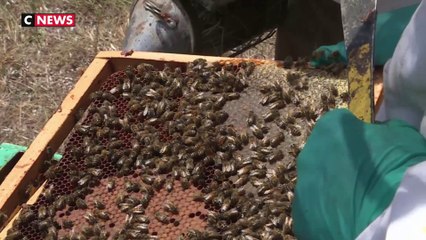 La canicule touche aussi les abeilles