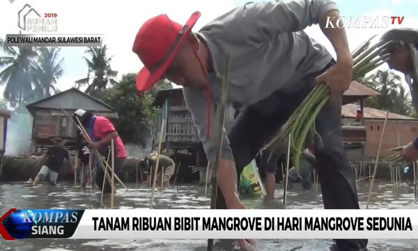 Tanam Ribuan Bibit Mangrove di Hari Mangrove Sedunia
