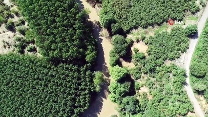 Köpekler ve drone ile arama çalışmaları sürüyor