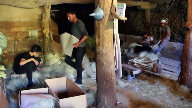 Tüylü kuşkonmazlar ilçe sakinlerine 'kazanç kapısı' oldu - SİVAS