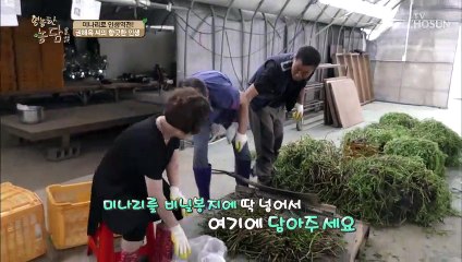 미나리 줄기는 겨울잠이 필수?! (냉장고 온도 = 2도)