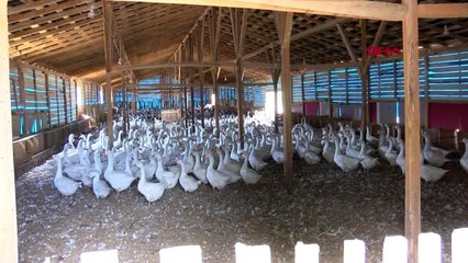 TOKAT İKİ KEZ İFLAS ETTİ, BAŞKAN ADAYI OLDU SEÇİLEMEDİ, KAZ ÜRETİMİNDE BAŞARIYI YAKALADI