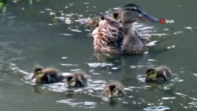Yavrularıyla birlikte Kars Çayı'nda yaşamaya çalışan yaban örneklerini köpekler rahat bırakmıyor