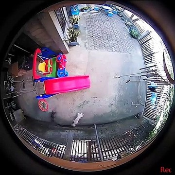 Cặp chó dũng cảm bị mù và tử vong vì cắn rắn hổ mang cứu chủ