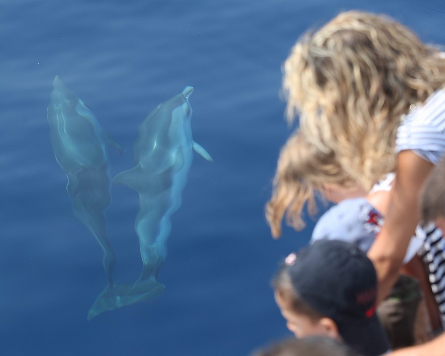 Nage à proximité ou avec les dauphins, des associations disent "c'est assez"