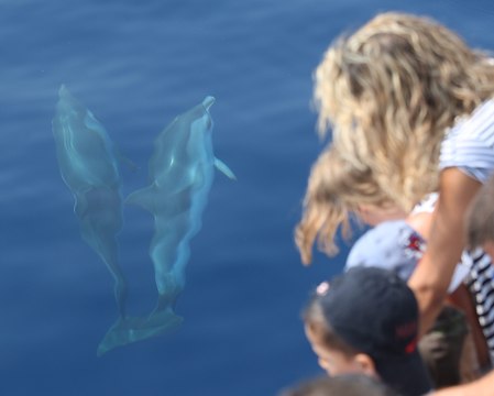 Nage à proximité ou avec les dauphins, des associations disent c'est assez