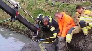 Dramatic horse rescue stuck in mud