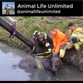 Dramatic horse rescue stuck in mud