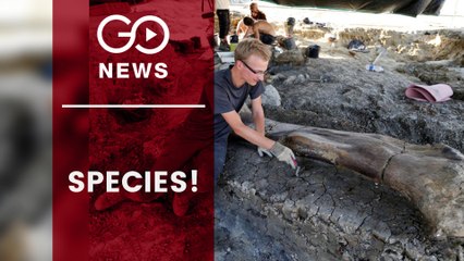 Giant Dinosaur Fossil Discovered In France