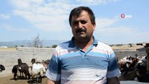 Kayıp keçi davasında hapis cezasını Yargıtay bozdu