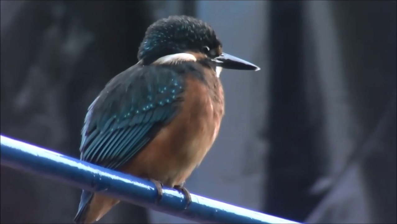 Een vreemde vogel - 27 juli 2019.