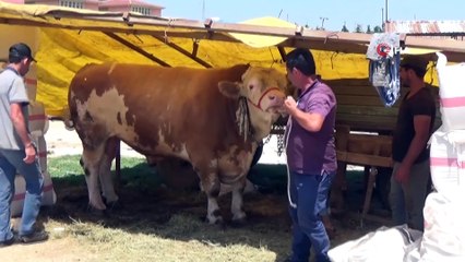 İnegöl hayvan pazarının 'Aslan'ı