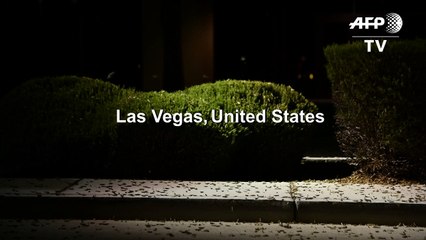 Thousands of grasshoppers swarm Las Vegas