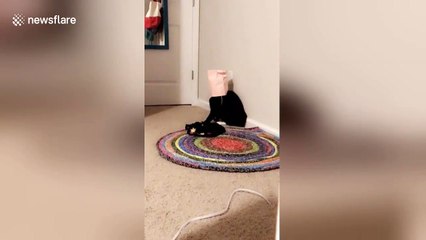 Cat staggers about after getting head stuck in a bag