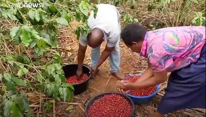 Wake up call: Here’s how your cup of morning coffee is negatively affecting producers