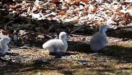 Baby swans taking their first walk