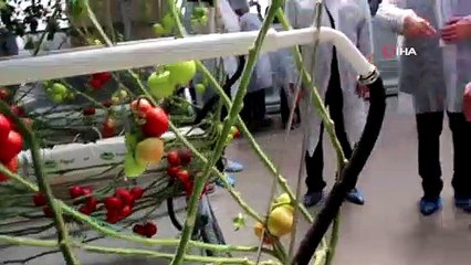 Türkiye’nin fabrika baca atığı ile ısıtılan ilk modern serası hizmete açıldı