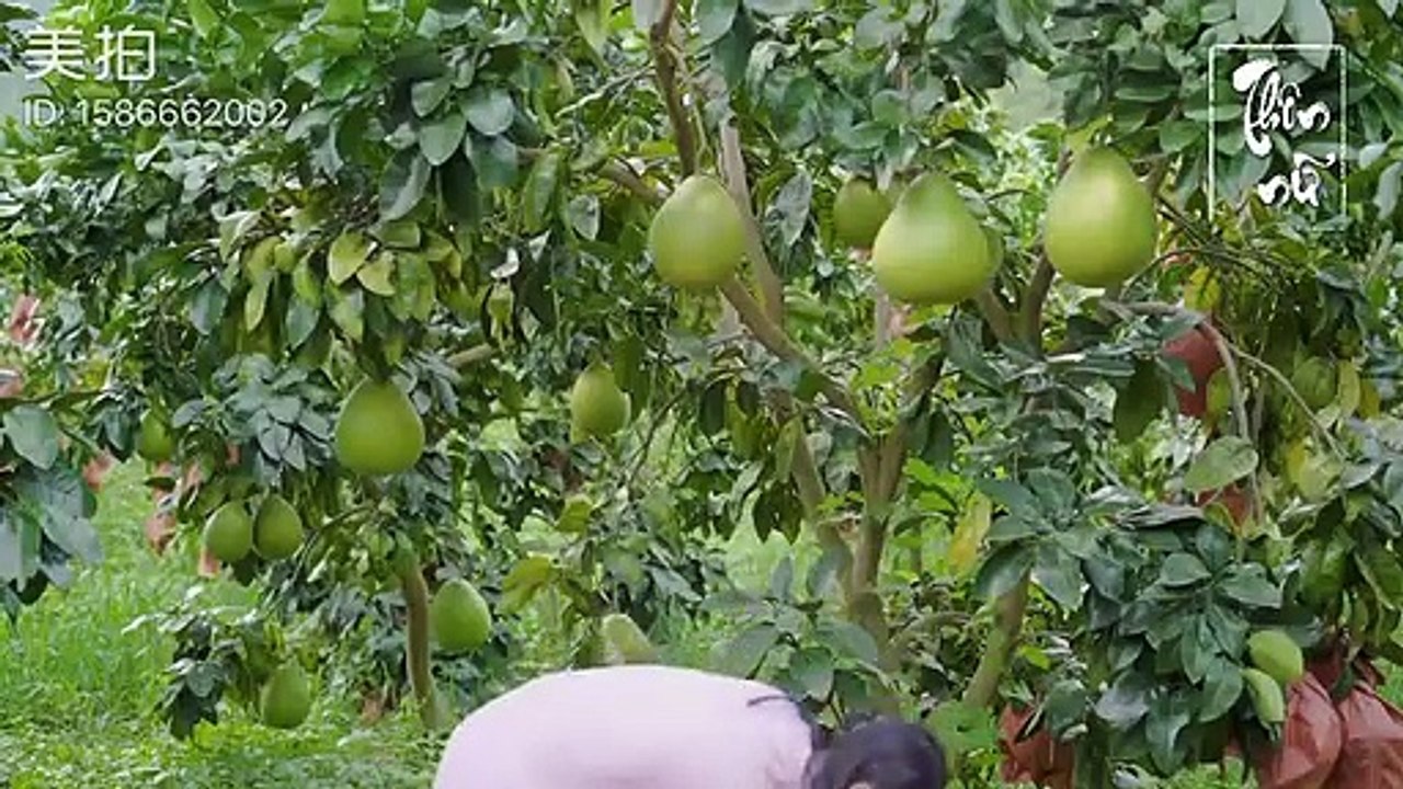 Trưởng quầy Lý