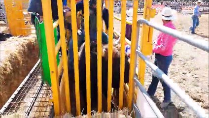 Rodéo sur taureau à Simard pour la fête de l'agriculture