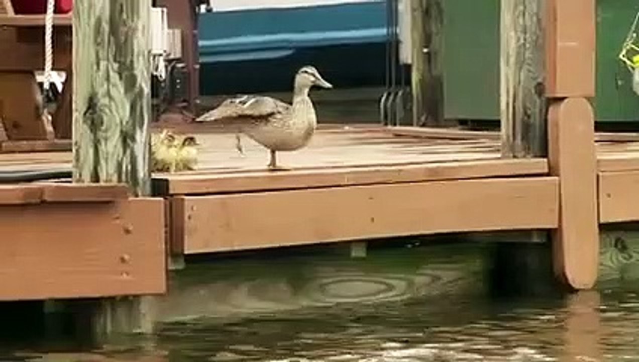 Ducklings First Time Swim In Creek