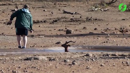 Héros du jour : il sauve une impala coincée dans la boue