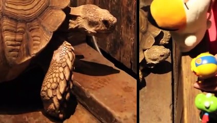 가평출장타이OiOc2659c1768｛카톡SN92｝ぱ가평출장안@마ぱ가평출장샵ぱ가평출장맛사지 ぱ가평출장걸썰 가평출장걸가격 가평출장러시아 가평외국인후불출장업소 가평24시출장마사지샵'예약ĦĲĿ