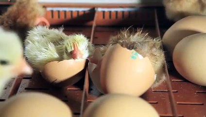 김천출장안마 -후불100%ョØ7ØA7575A0069｛카톡CC6969｝ 김천전지역출장안마 김천오피걸 김천출장마사지 김천안마 김천출장마사지 김천콜걸샵♪▩▦