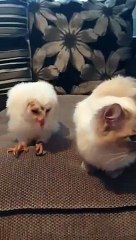 Un bébé hibou sur un canapé !