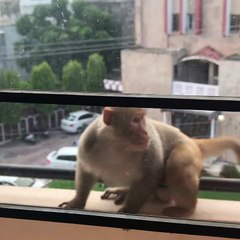 Curious Monkey Breaks Window
