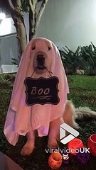 Dog Thinks He Is A Real Ghost