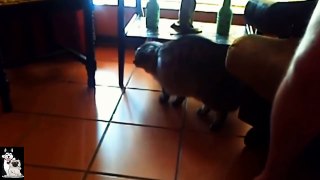 Cats and Pug compilation #1