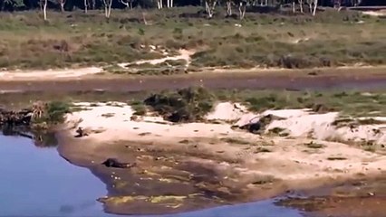 Lion Hunting Buffalo in Crocodile Territory