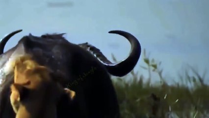 Lion Hunting Buffalo in Crocodile Territory
