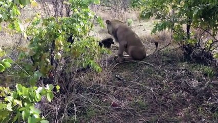 The Lions Scramble Nyala Just Born