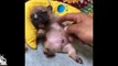 Funny and Cute Pug puppies compilation