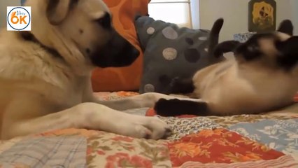 Funny war between dogs and cats - Funny Animals