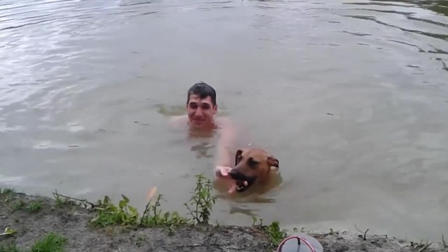 Un chien entraîné à sauver de la noyade