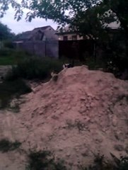 CatMix How many cats do you see?