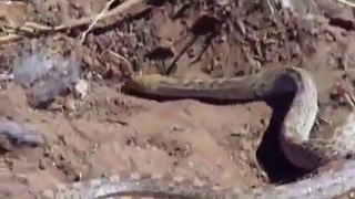 How Snake Dig A Hole For Himself  Let's Watch