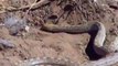 How Snake Dig A Hole For Himself  Let's Watch