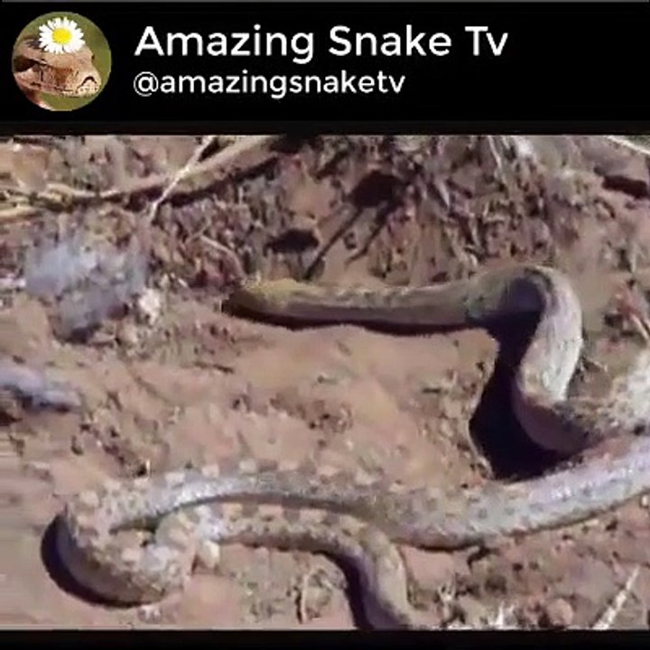 How Snake Dig A Hole For Himself  Let's Watch