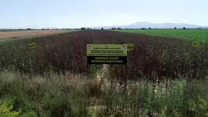 "Hüseyinbey" ve "Çelikoğlu" Denizli'ye uyum sağladı