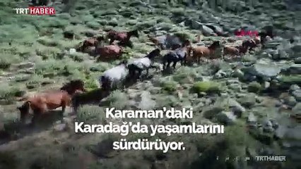 Yılkı atları fotoğrafseverlerin ilgi odağı oldu