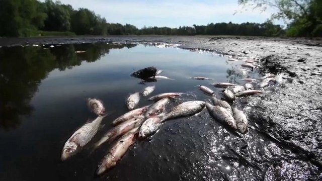Allemagne : le lac de Burgwedel asséché par la canicule