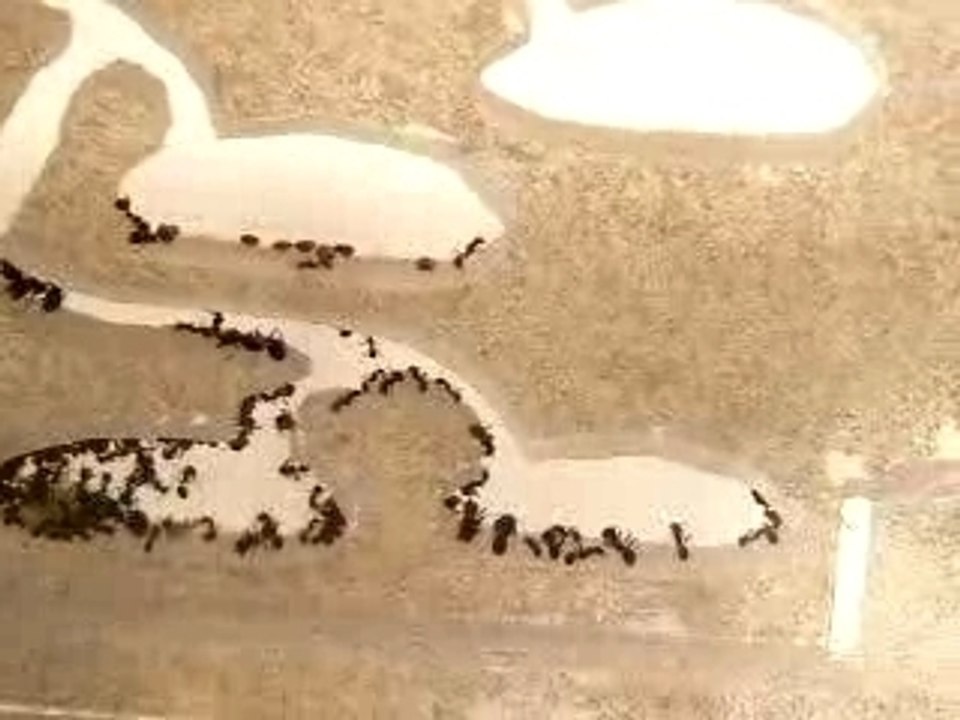 Messor barbarus dans leur nid