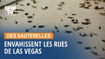 L'impressionnante invasion de sauterelles dans les rues de Las Vegas