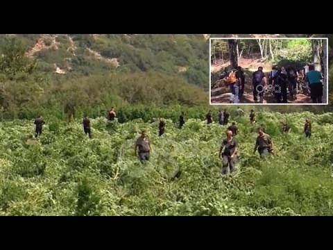 RTV Ora - Kruje, 11 te ndaluar per kultivim kanabisi