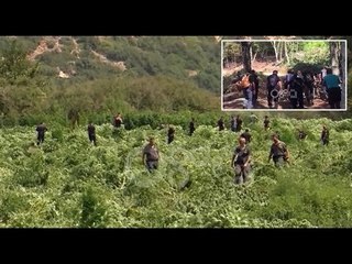 RTV Ora - Kruje, 11 te ndaluar per kultivim kanabisi
